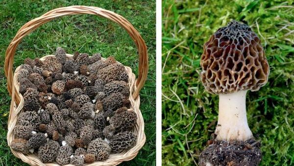 La famille des morilles, délicieux champignons que vous avez peut-être dégusté lors des Fêtes de fin d'année...