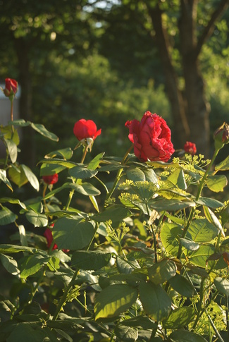 Rosier-tige rouge Alain Souchon de Meilland