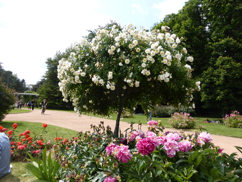 APOLLINE ET LES ROSES