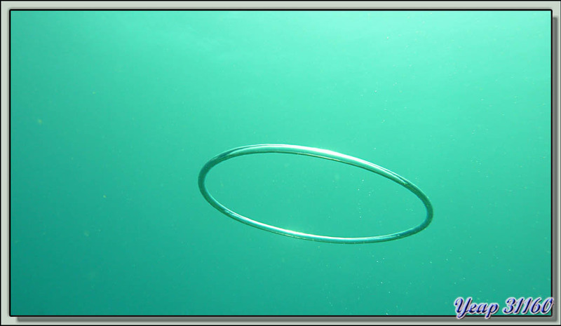 L'art de réaliser des bulles en forme d'anneau (toriques) - Moorea - Polynésie française
