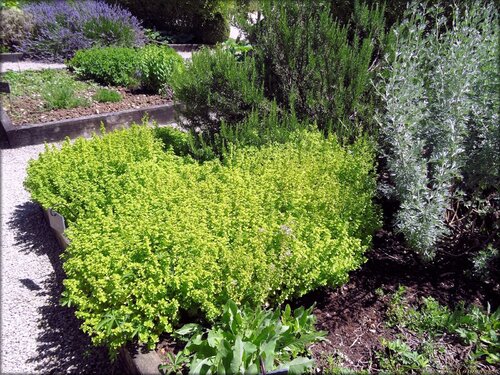 Le jardin médiéval de l'Abbaye de Nieul-sur-L'Autise