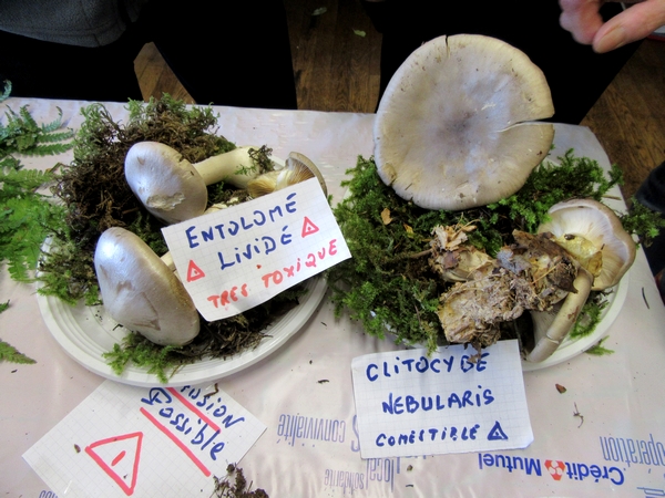 360 espèces de champignons différentes ont été déterminées et exposées à Arc en Barroy par la Société Mycologique du Châtillonnais !!