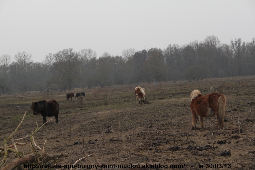 Poneys d'Epagne Epagnette - photos du 30/03/13 page 1/1