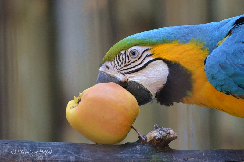 La Ménagerie du Jardin des Plantes : L' Ara bleu et jaune