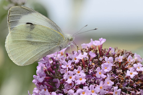 Papillons dans tous ses états !!!