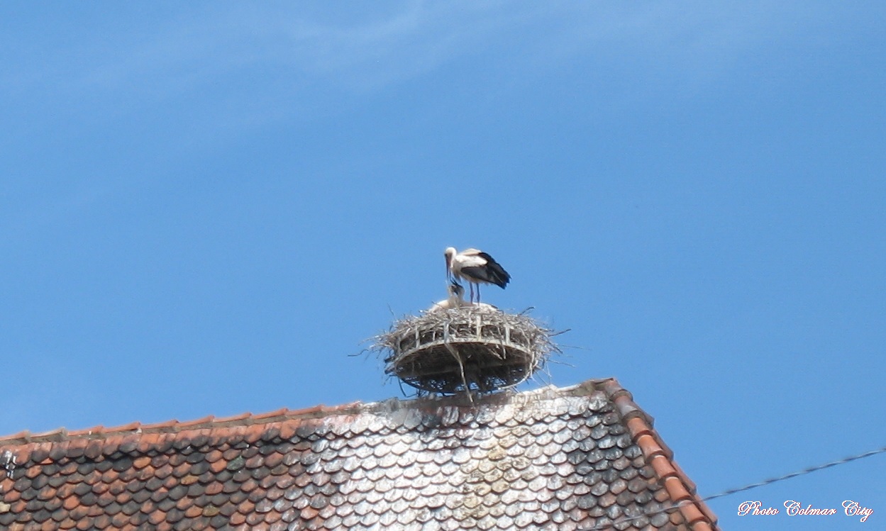 Colmar : Les cigognes des Catherinettes