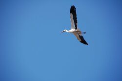 Trajet jusqu'à Tarifa