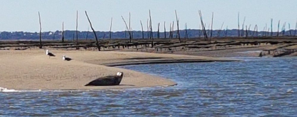 Un phoque se réchauffant sur un banc de sable sur le Bassin d'Arcachon...