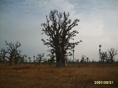 Sénégal Forêt de Baobabs à côté de Thiès