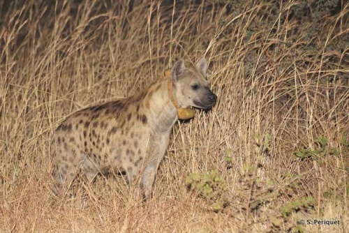 Airstrip hyaenas on a bait