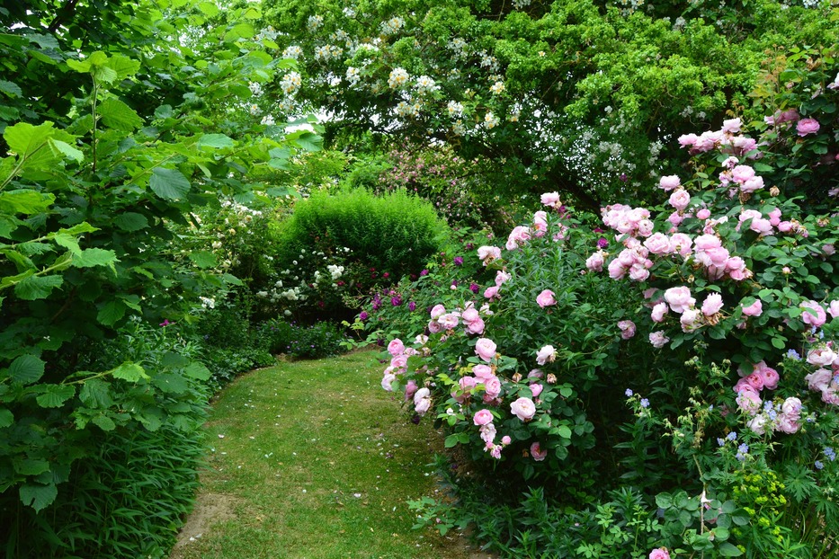 Roses anciennes aux jardins de Roquelin