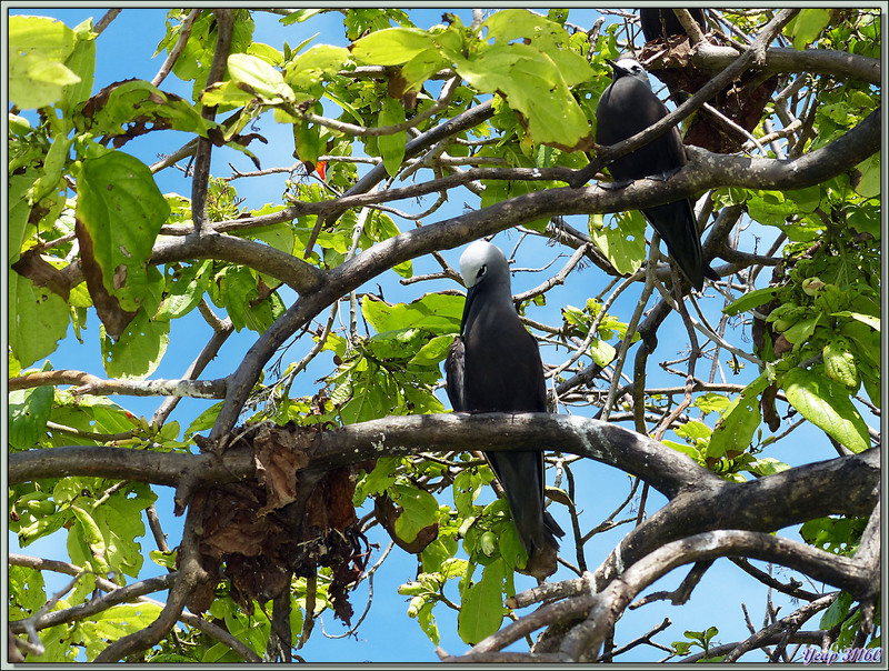 Noddi marianne "noddi à bec grêle, kelek" (Anous tenuirostris) et son nid - Bird Island - Seychelles
