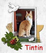 Tintin le chat patrouilleur : mission terminée