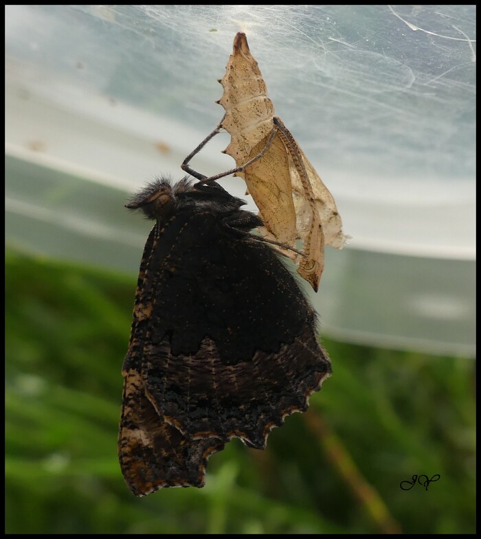 Aglais urticae.