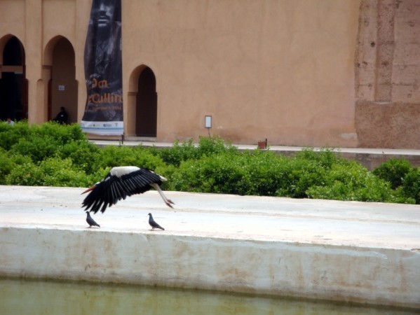 Palais-Badia--les-cigognes-2.jpg