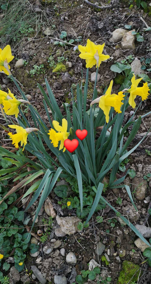 Les fleurs en février!