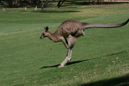 Le point kangourou