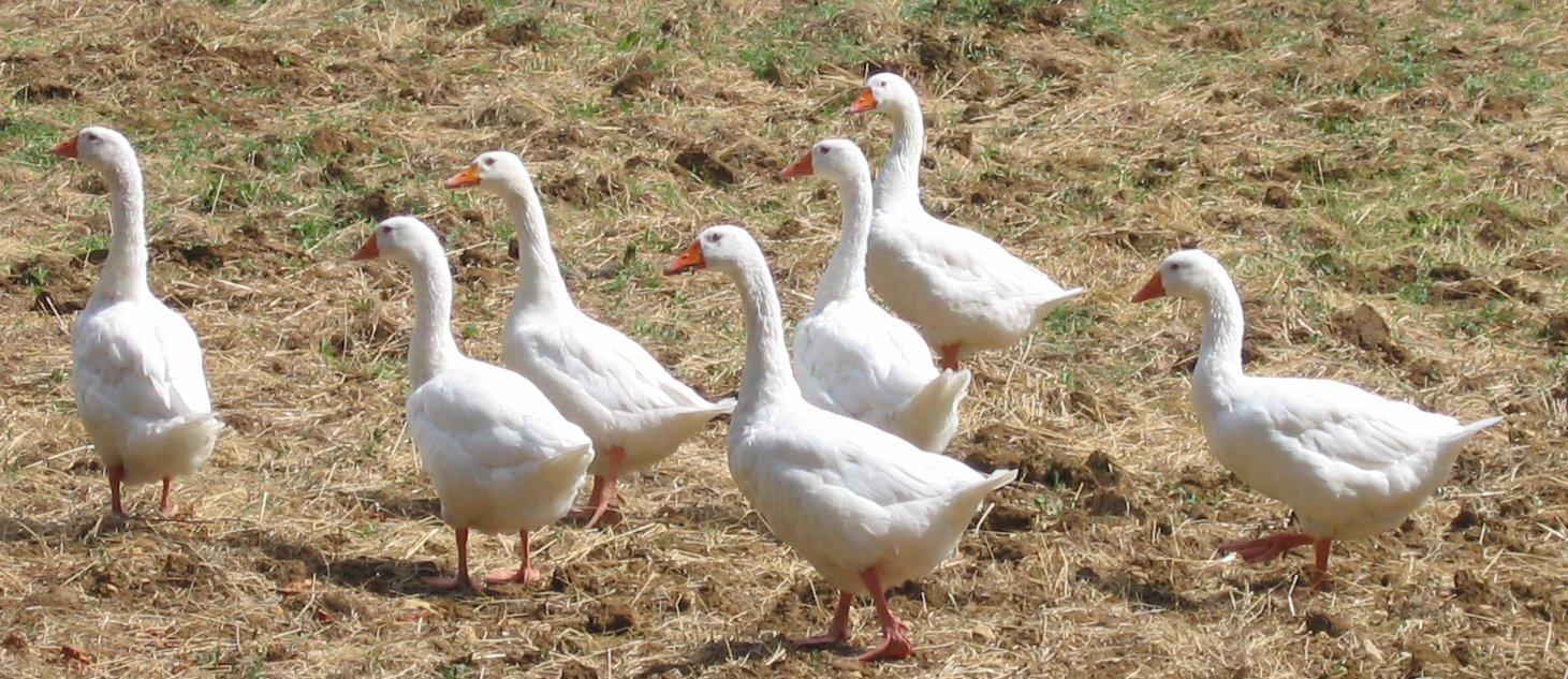 Un conte sur les oiseaux migrateurs