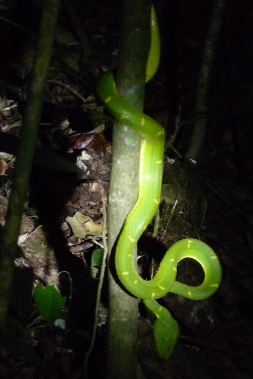 Serpents au Costa Rica