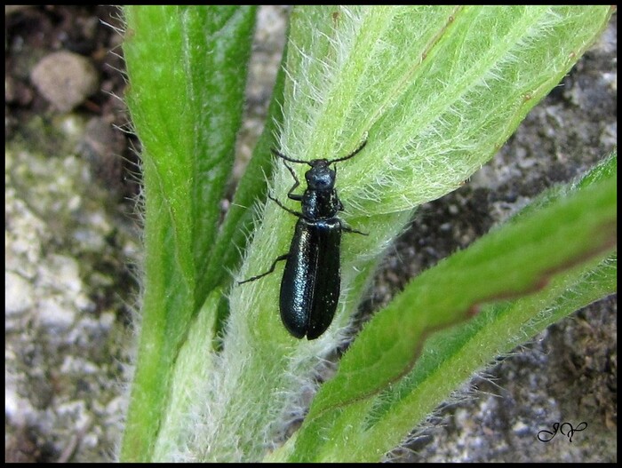 Dasytes caeruleus.