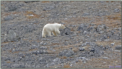 Rencontre avec le seigneur de l'Arctique : l'ours polaire - Magdalenfjord - Spitzberg - Svalbard - Norvège