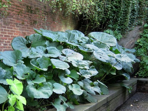 Pétasites (feuilles) à l'ombre d'un mur (K.M-flickr).jpg