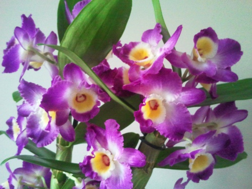 Dendrobium