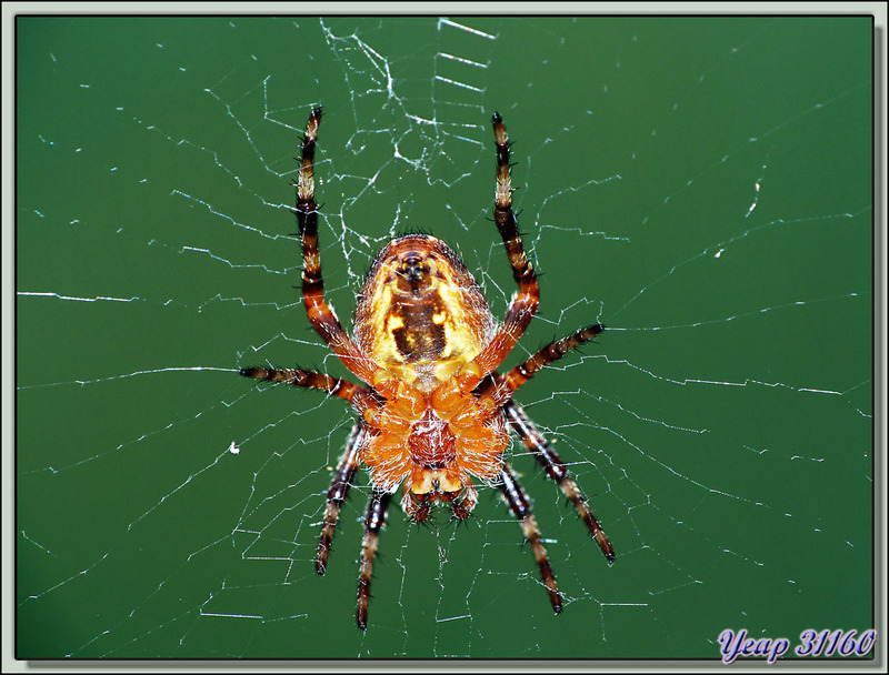 Vue d'une Araignée Épeire Diadème sur toutes les coutures - Lartigau - Milhas - 31