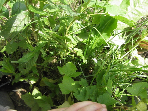 Jardin : Tomates et autres