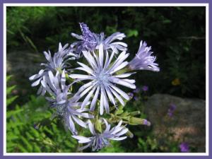 La flore des Pyrénées