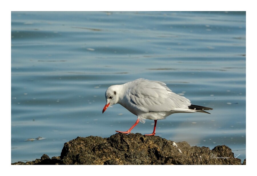 Mouettes rieuses de Pen Lan.