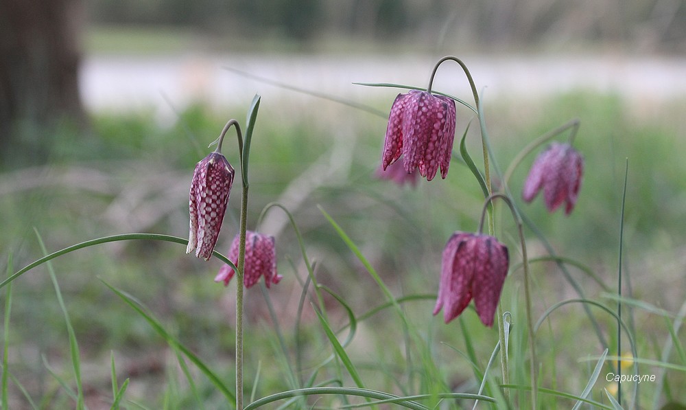 Magiques fritillaires