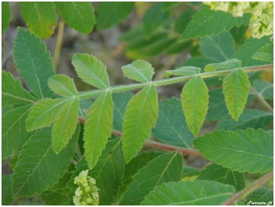 Sumac des corroyeurs