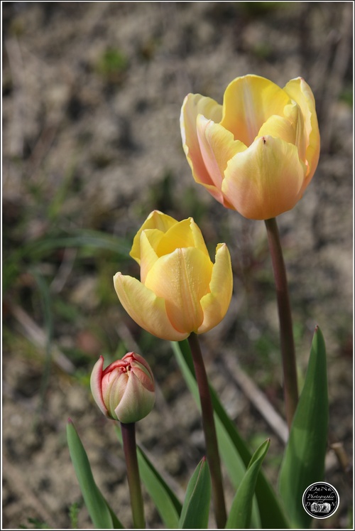 Ma collection de tulipes