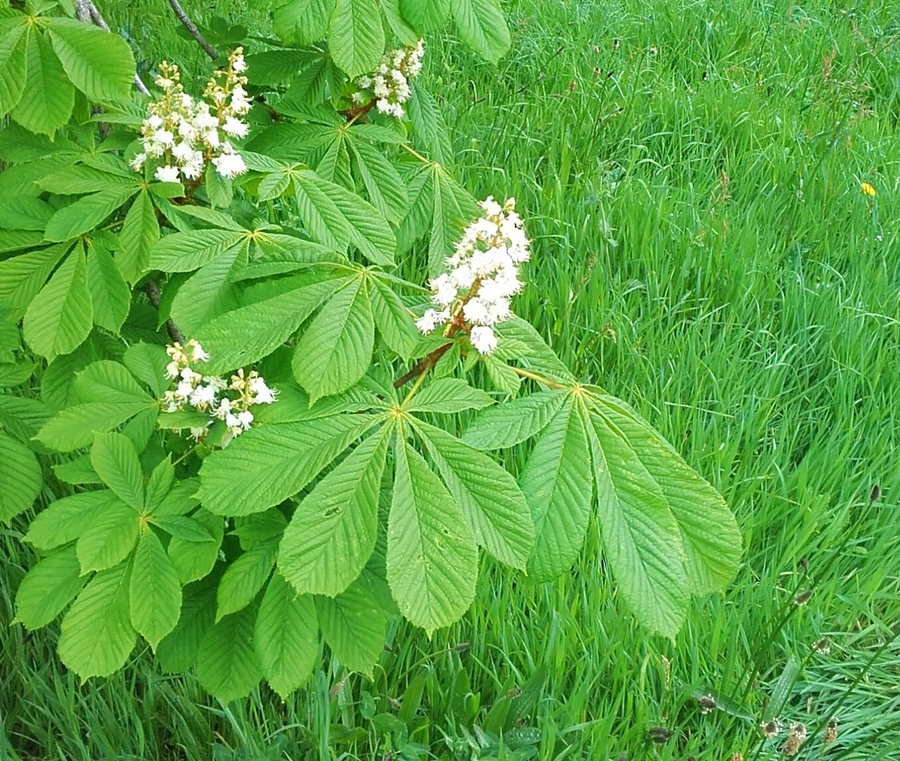 fleurs blanches 