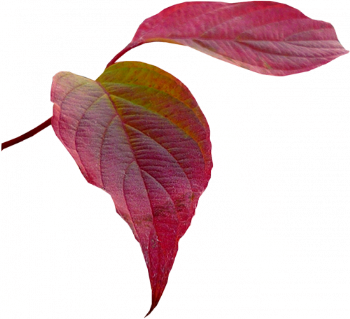 Tubes png feuilles