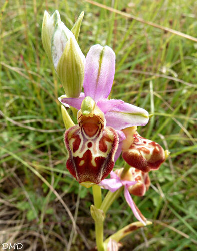 Ophrys aegirtica - ophrys du Gers