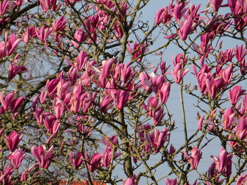 Magnolias