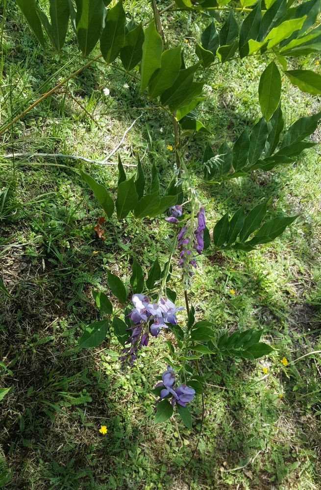 Un amour de glycine : seconde floraison août 2020...