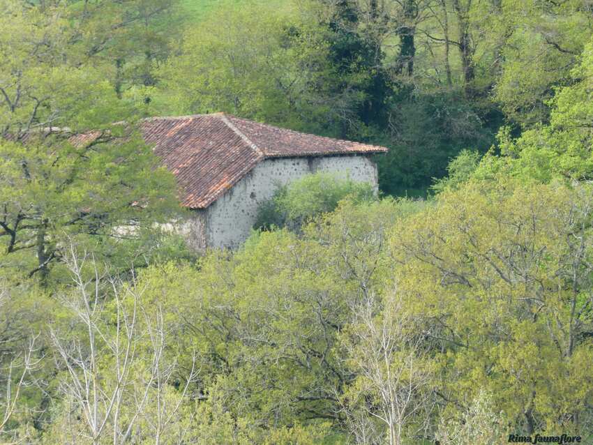 L'issoire à Esse,Charente,