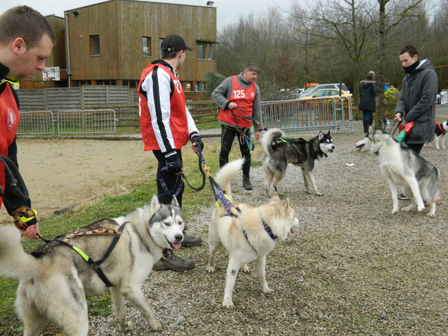 Le husky de sibérie et la chaleur.