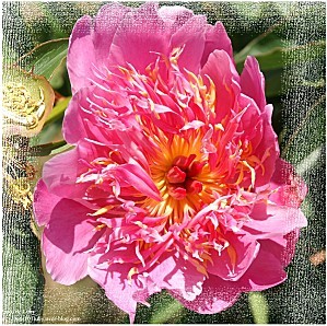 pivoine de karine 1