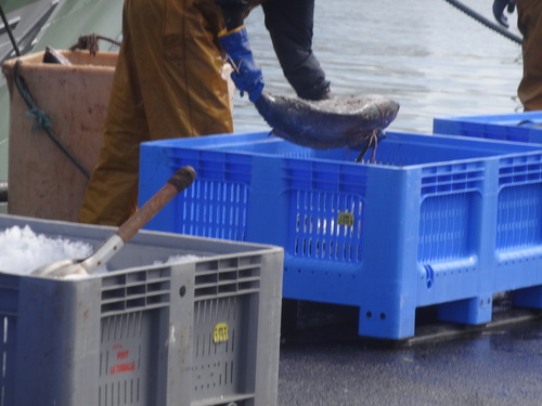 Retour de la peche aux thons sur le port de la Turballe