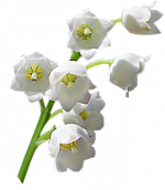 Tubes Fleurs