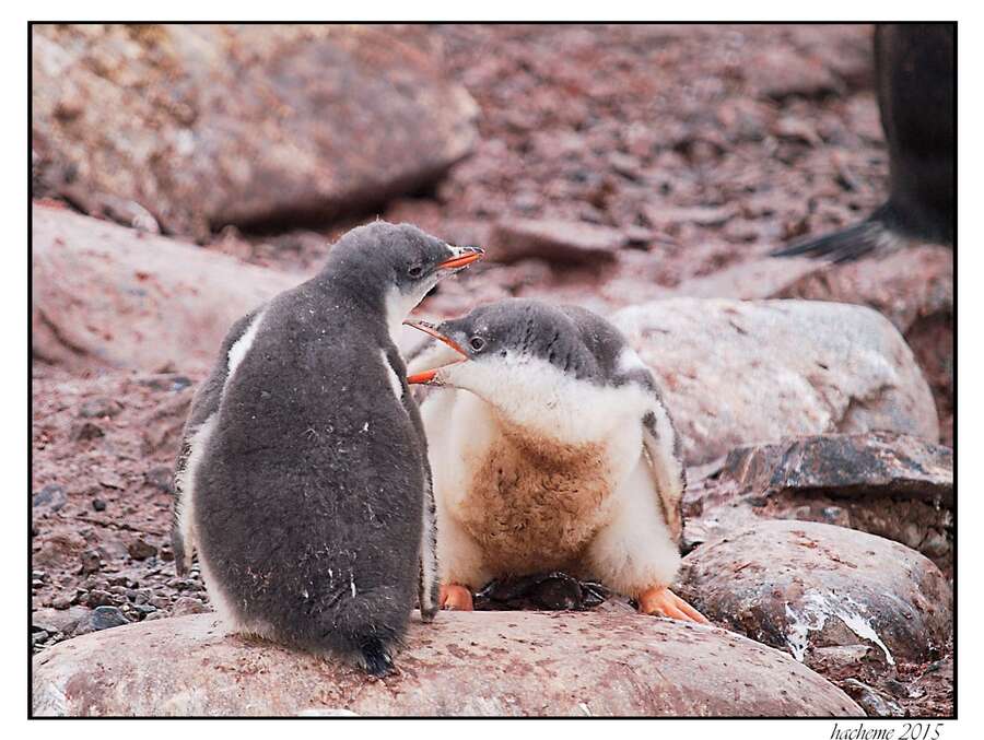 Manchots papous juvéniles