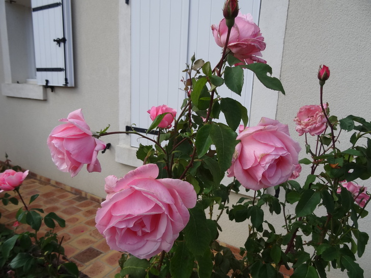 Roses de mon jardin