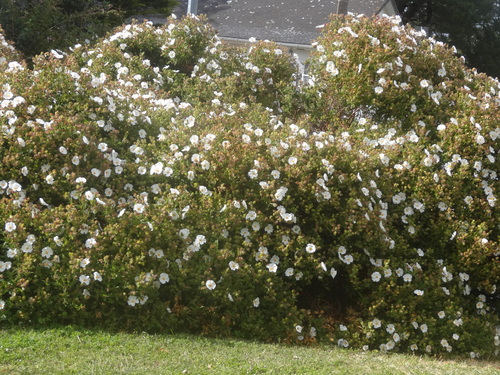 Des fleurettes printanières le long des lurs et des chemins