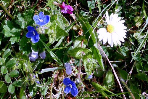 Fleurs : du blanc et du bleu !