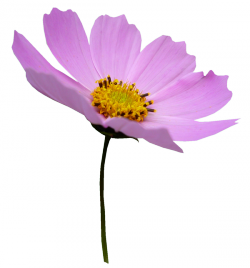Tubes Fleurs - Divers