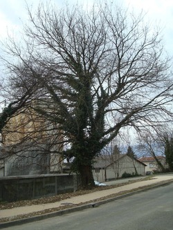 --- Le lierre n'est pas un parasite des arbres contrairement aux politiques - rue L. Bouvat à Crest - jusqu'à quand ce beau frêne va-t-il être conservé ? -  Photo André Oddon 11 02 17 ---